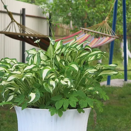 U Dida Grytsya ياريمتشي