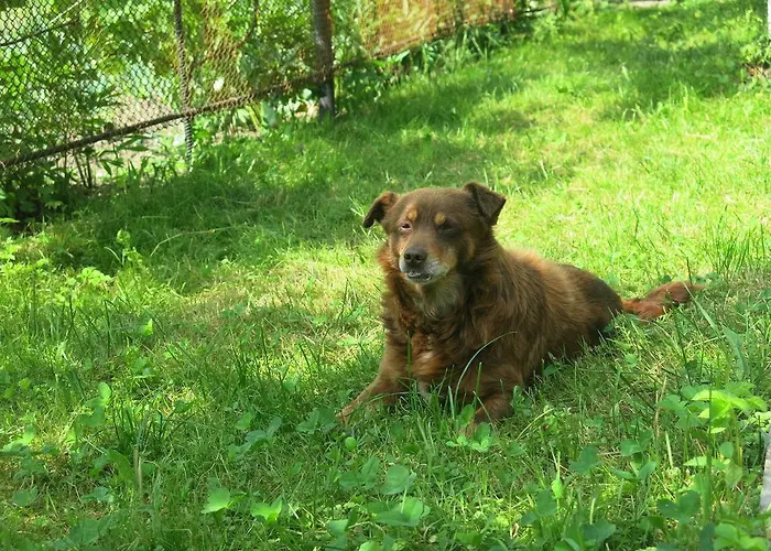 Деревянный коттедж U Dida Grytsya Яремча