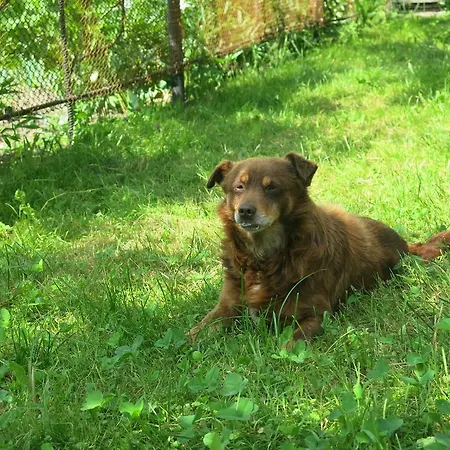Orman Evi U Dida Grytsya Yaremche